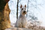 SCOTTISH TERRIER 005